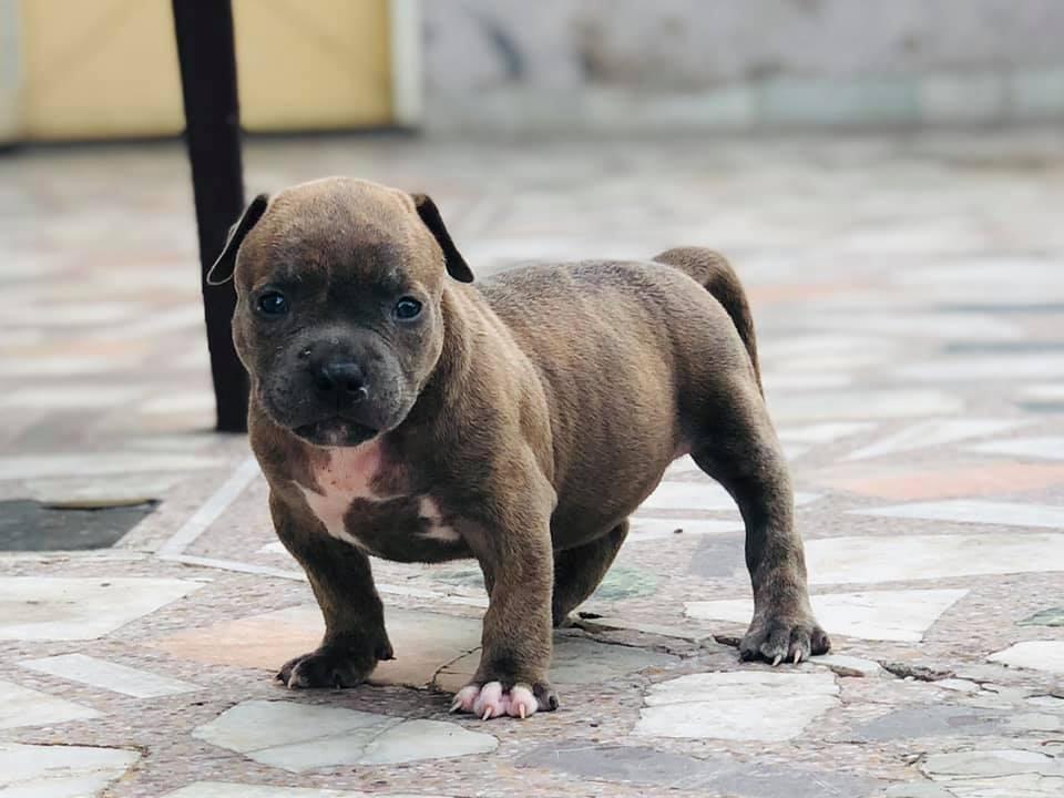 American Bully For Sale In Patna