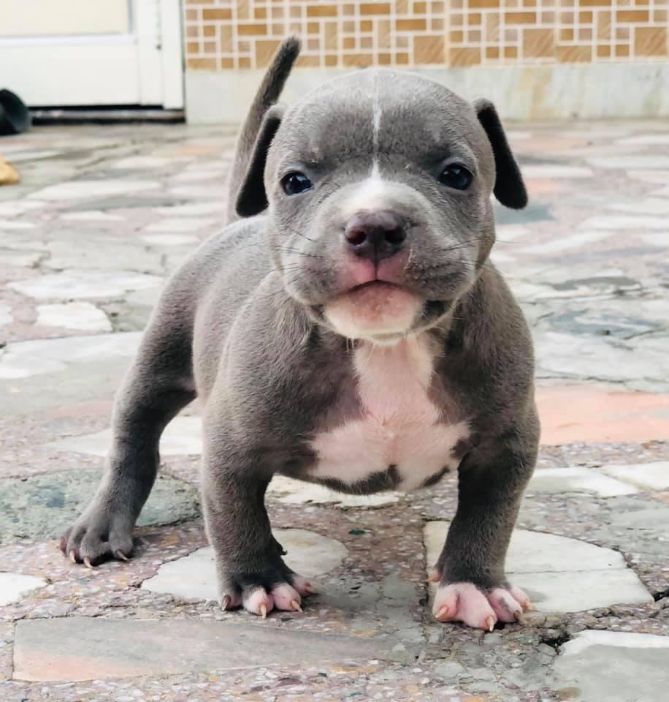 American Bully For Sale In Agra