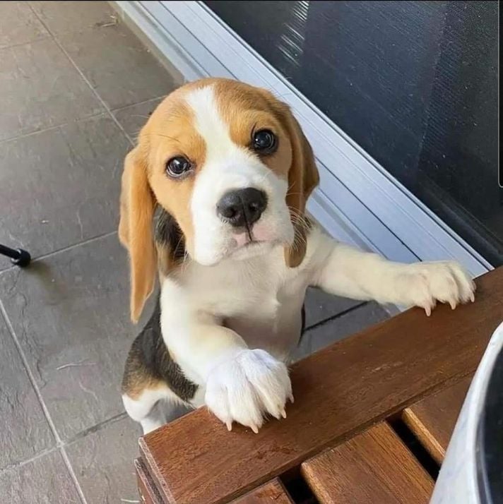 Beagle For Sale In Vadodara