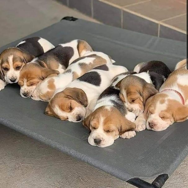 Beagle For Sale In Kottayam