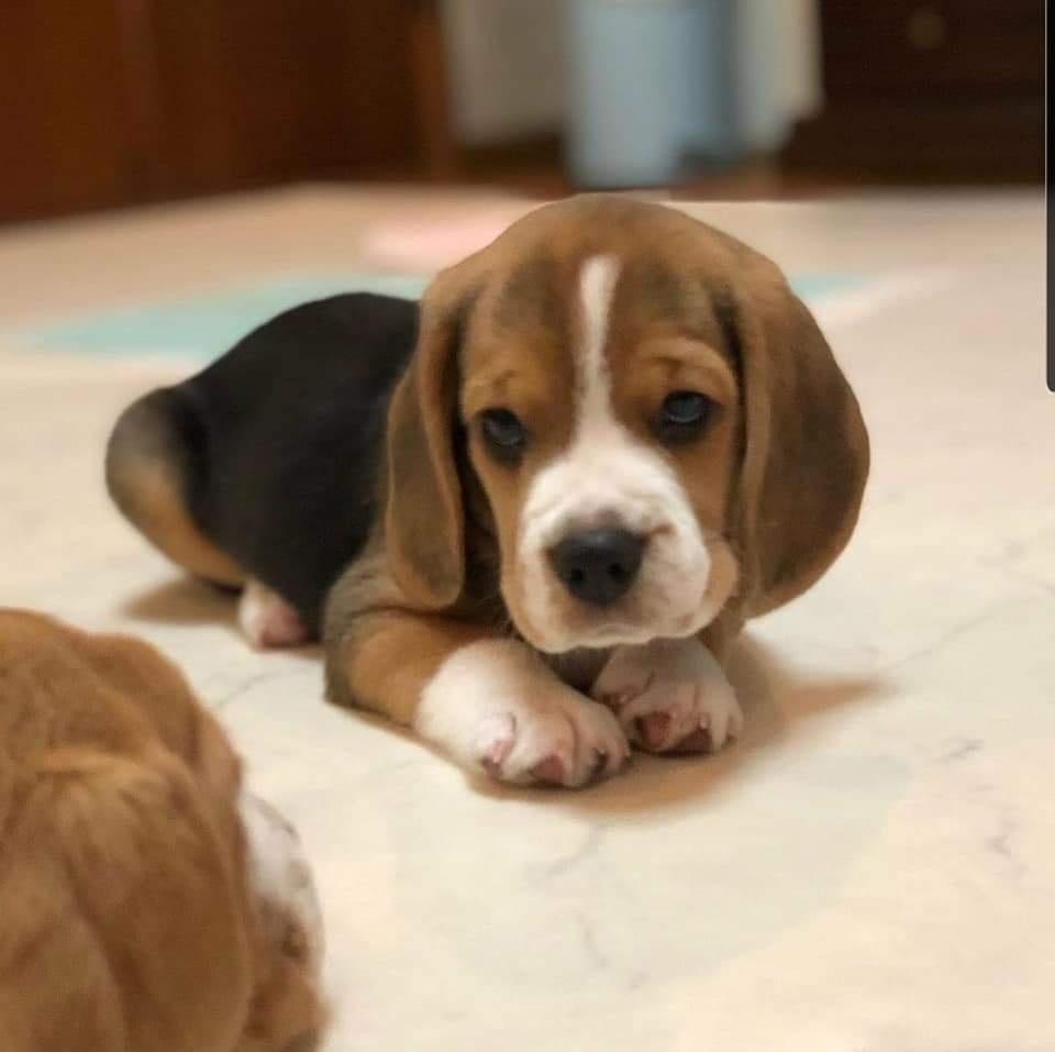 Beagle For Sale In Thrissur