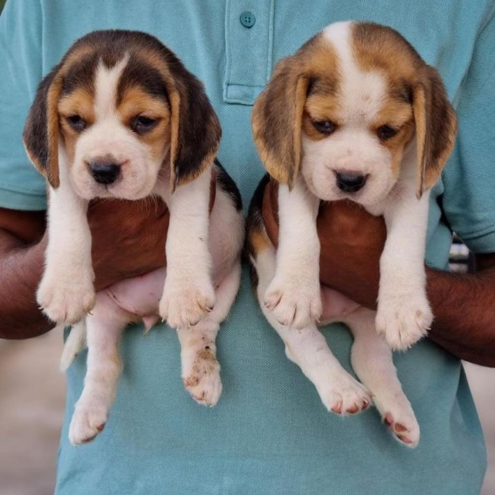 Beagle For Sale In Thrissur