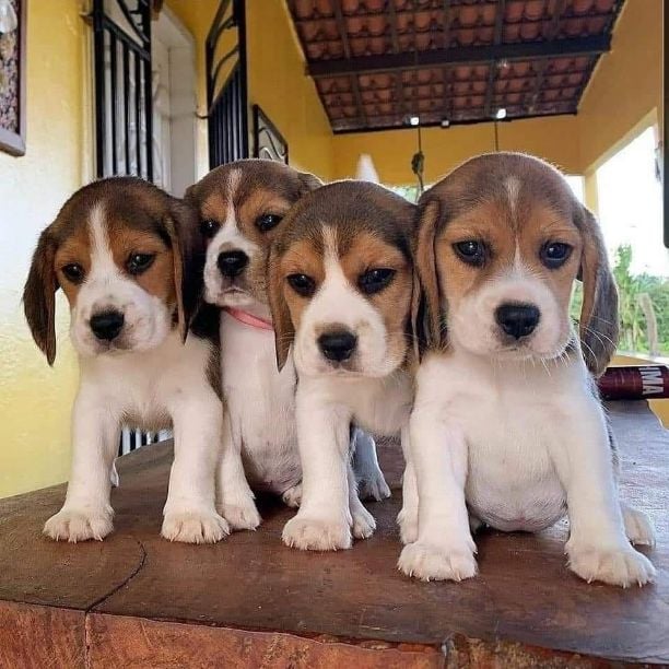 Beagle For Sale In Vadodara