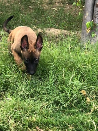Belgian Malinois For Sale In Pune
