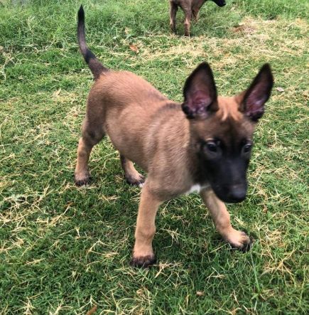 Belgian Malinois For Sale In Pune