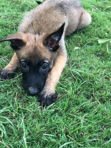 Belgian Malinois For Sale In Pune