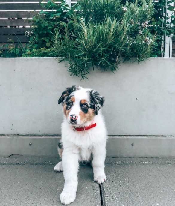 Australian Shepherd For Sale In Delhi