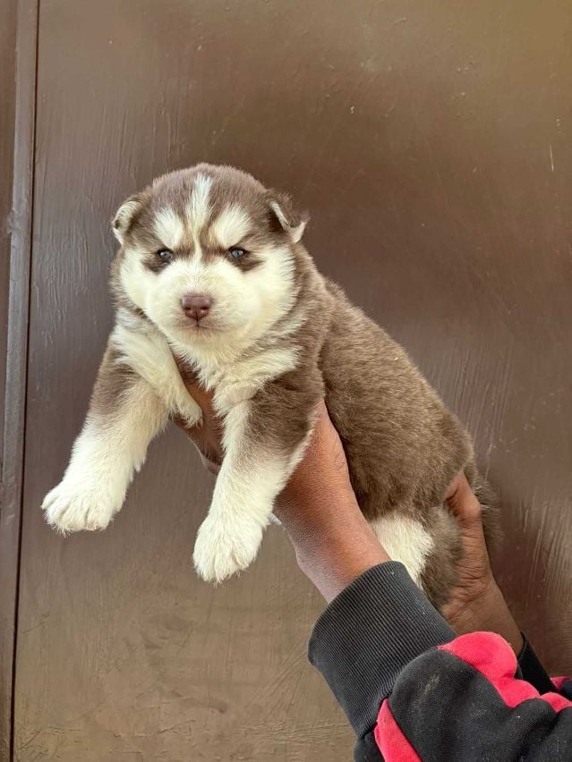 Siberian Husky For Sale In Ernakulam