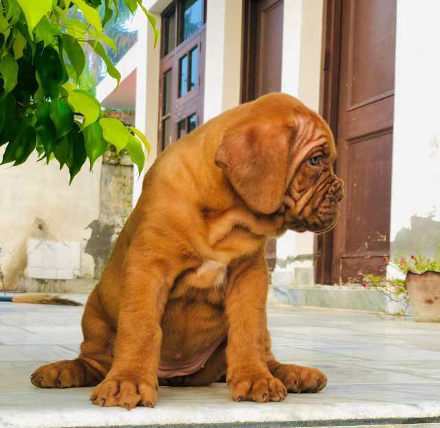 French Mastiff For Sale In Panaji