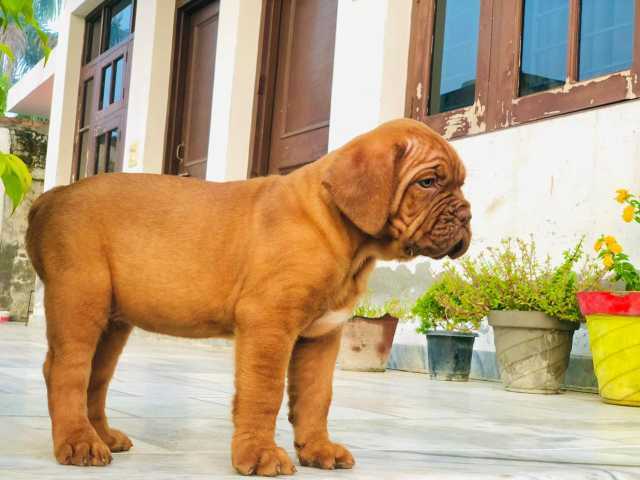 French Mastiff For Sale In Panaji