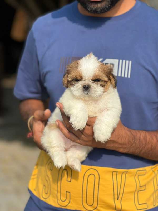 Shih Tzu For Sale In Margao
