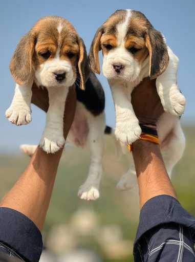 Beagle For Sale In Marmagao