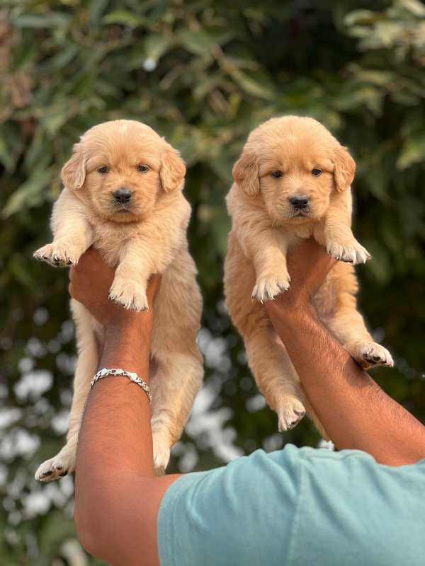 Golden Retriever For Sale In Panaji