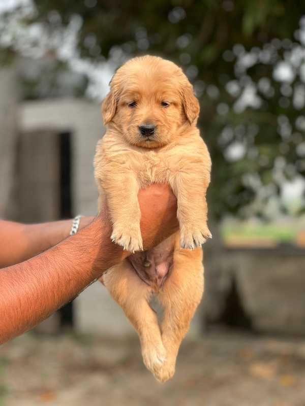 Golden Retriever For Sale In Panaji