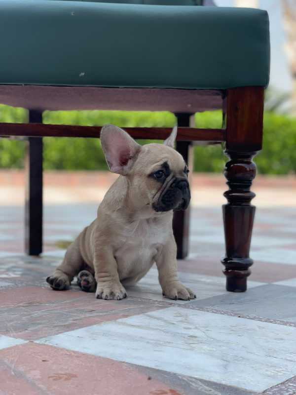French Bulldog For Sale In Jangaon