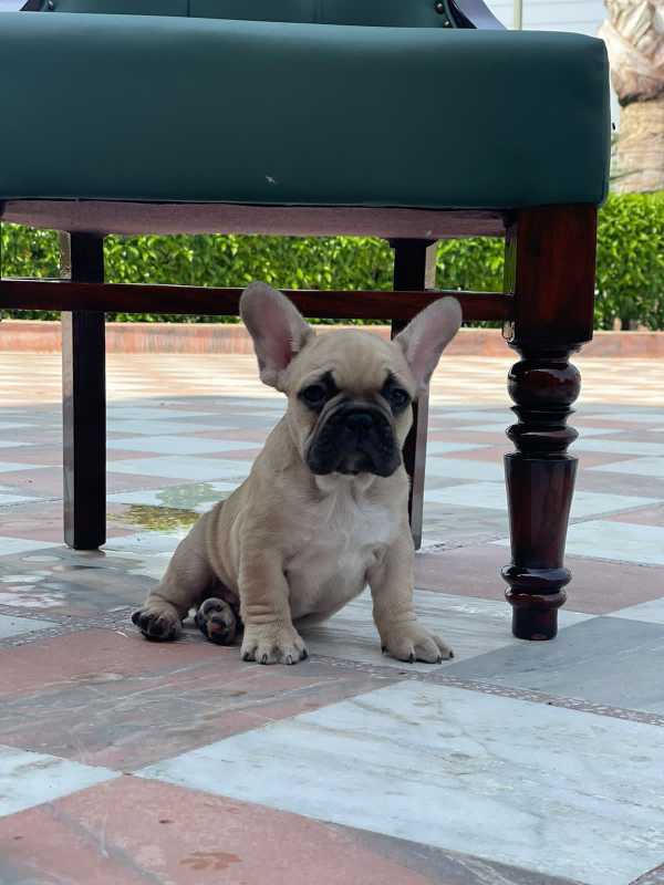 French Bulldog For Sale In Jangaon