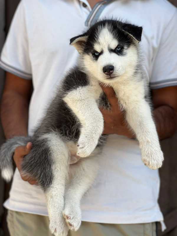 Siberian Husky For Sale In Champhai