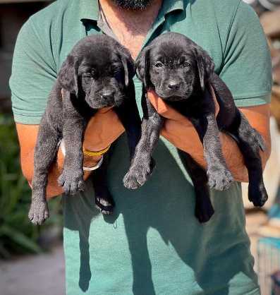 Labrador Retriever For Sale In Kannur