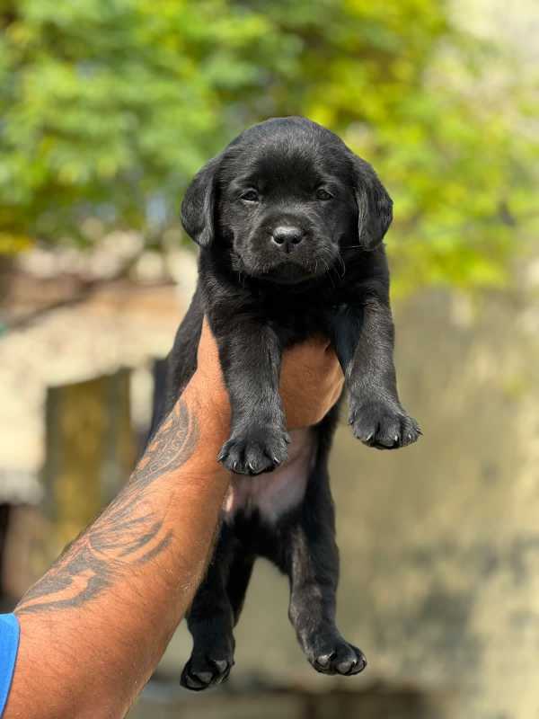 Labrador Retriever For Sale In Udaipur Tripura