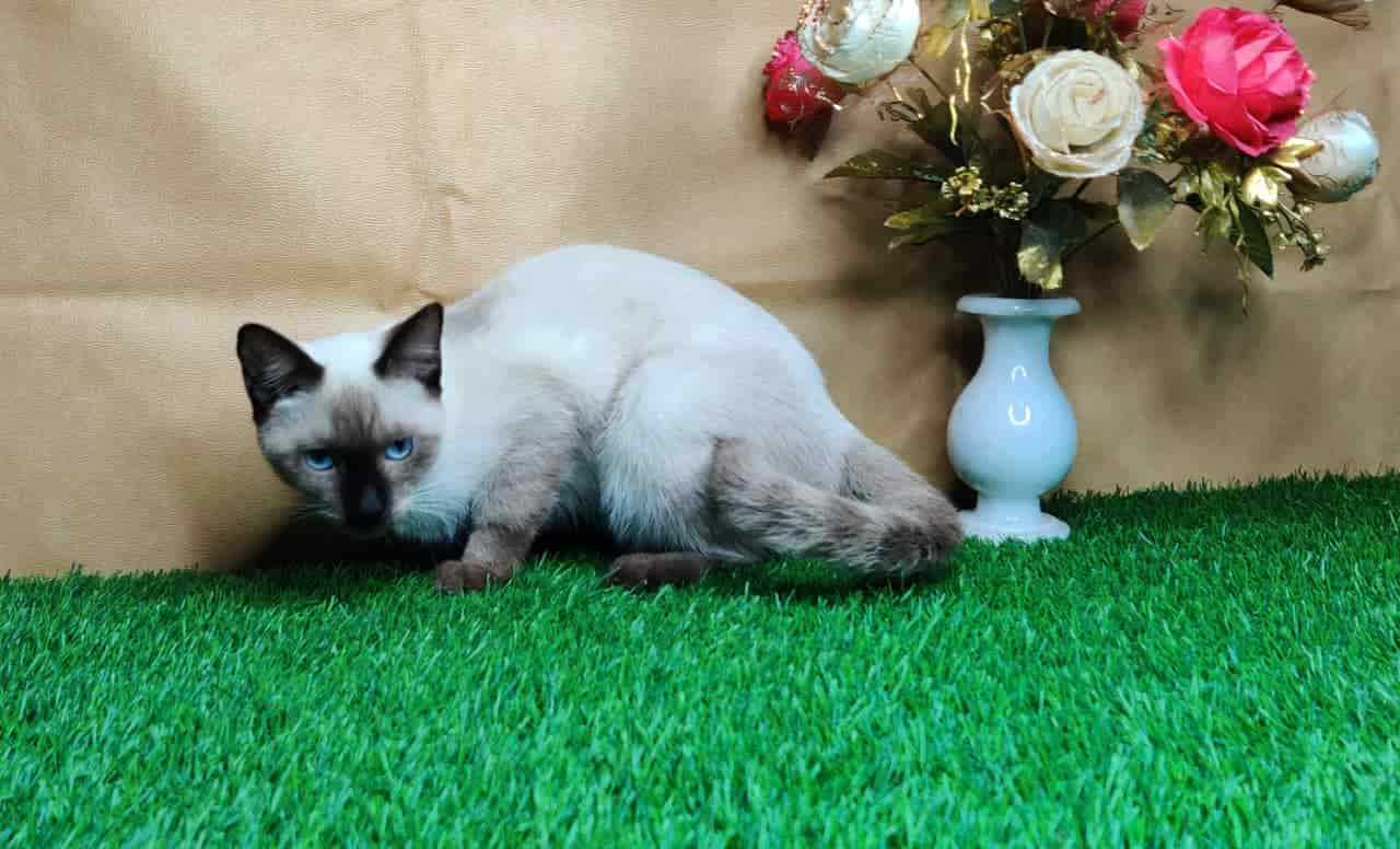 Siamese For Sale In Bangalore