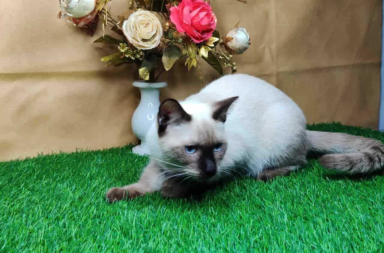 Siamese For Sale In Bangalore