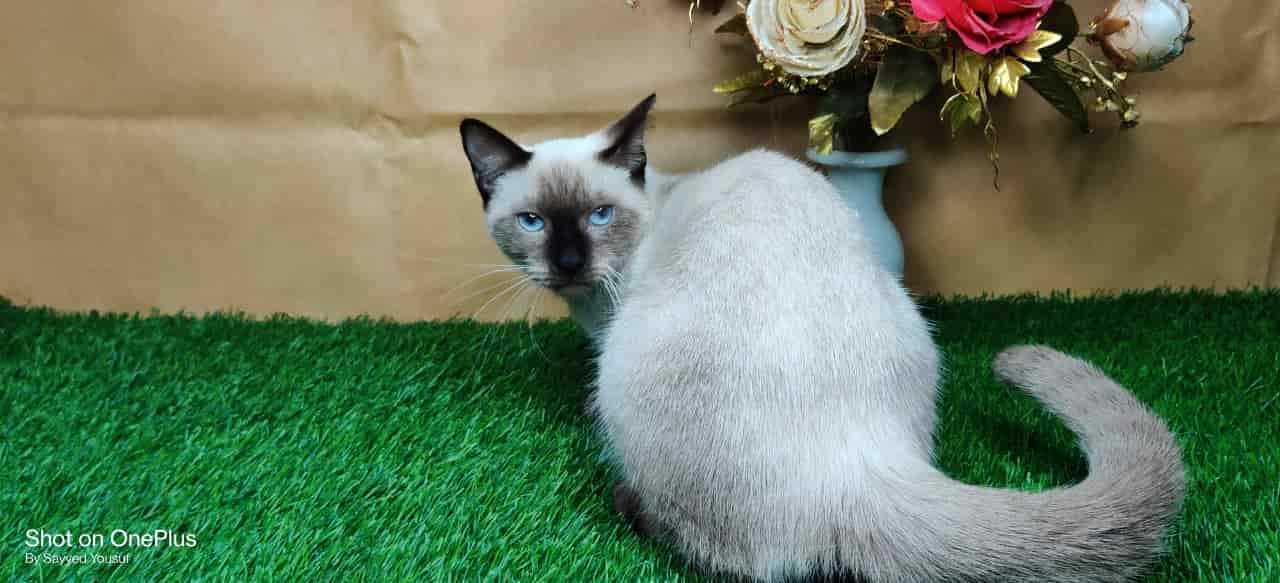 Siamese For Sale In Bangalore