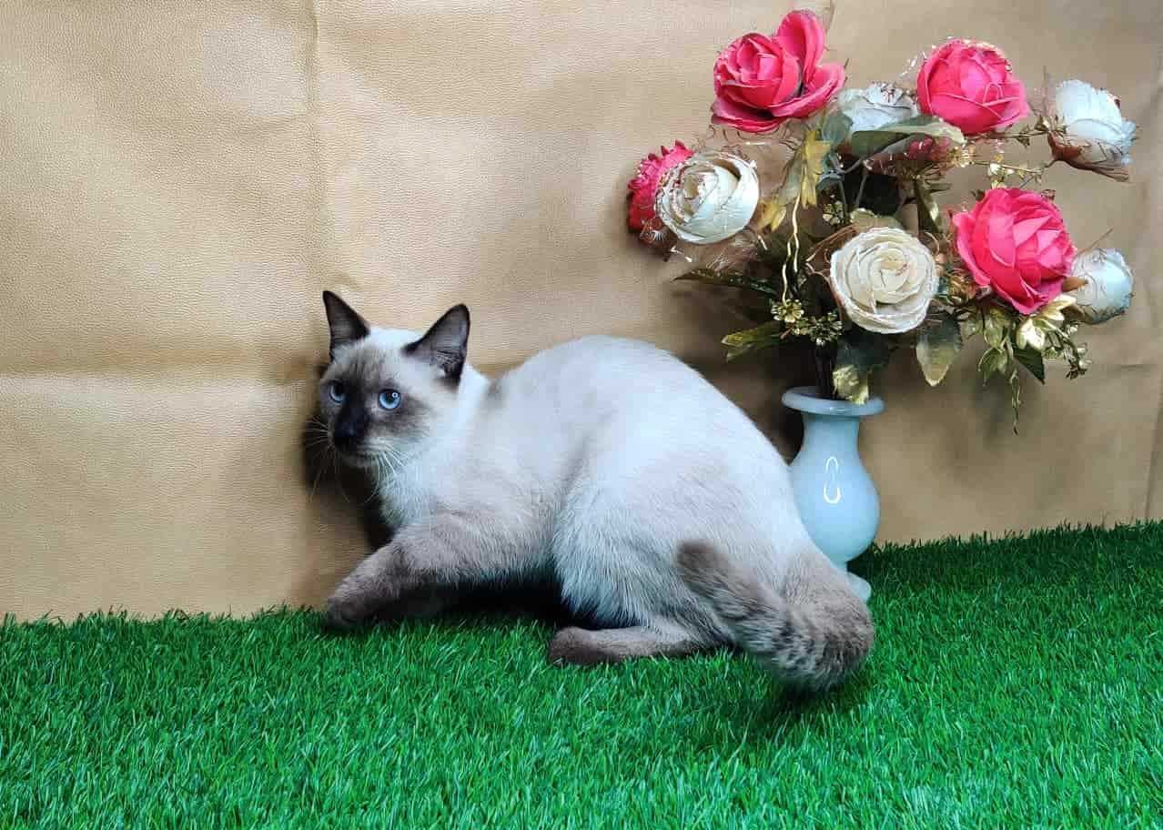 Siamese For Sale In Kochi