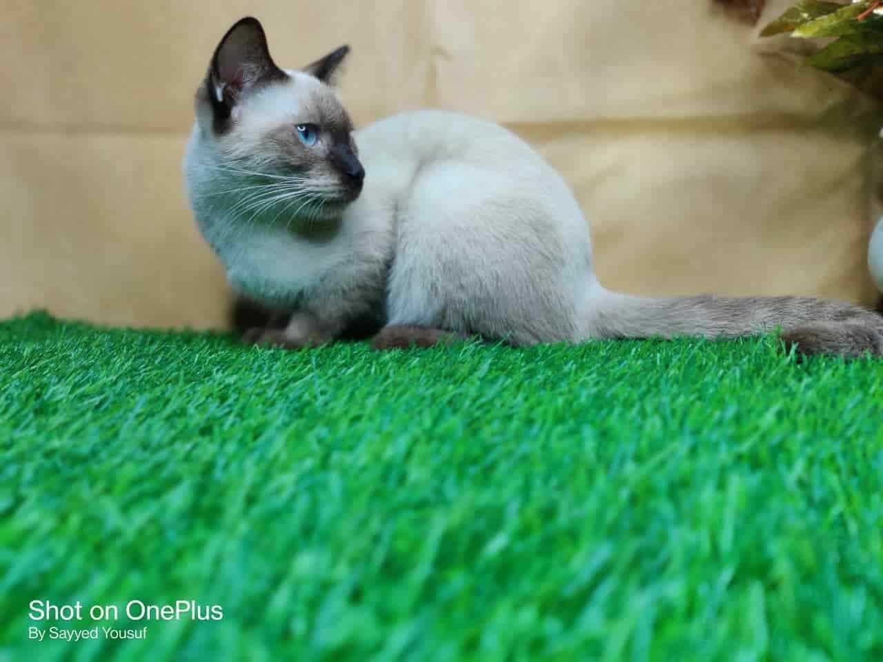 Siamese For Sale In Kochi