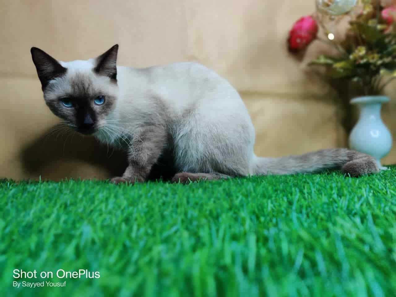 Siamese For Sale In Kochi