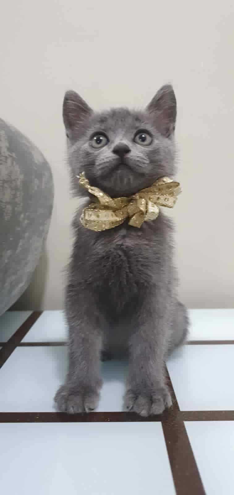 Russian Blue For Sale In Bangalore