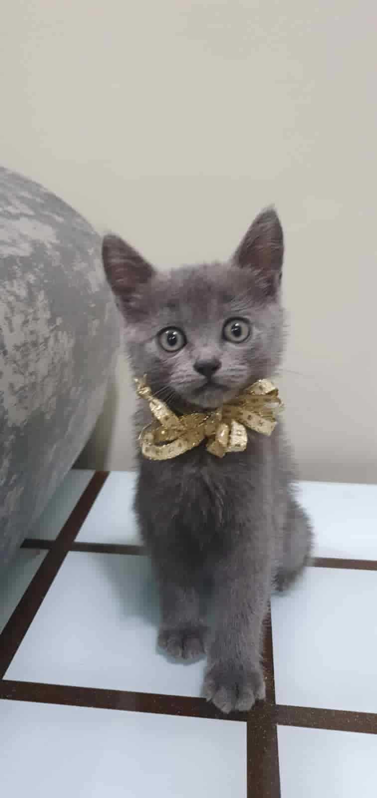 Russian Blue For Sale In Bangalore