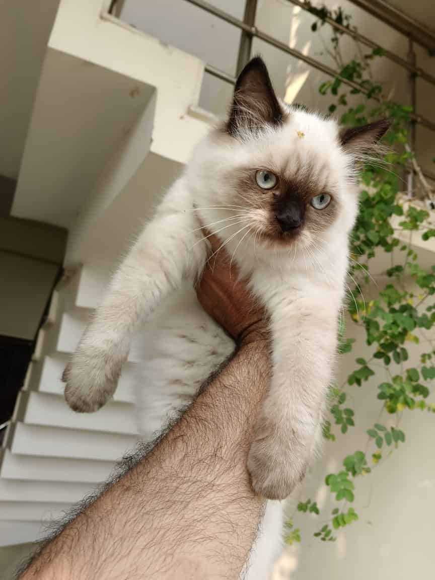 Himalayan For Sale In Guwahati