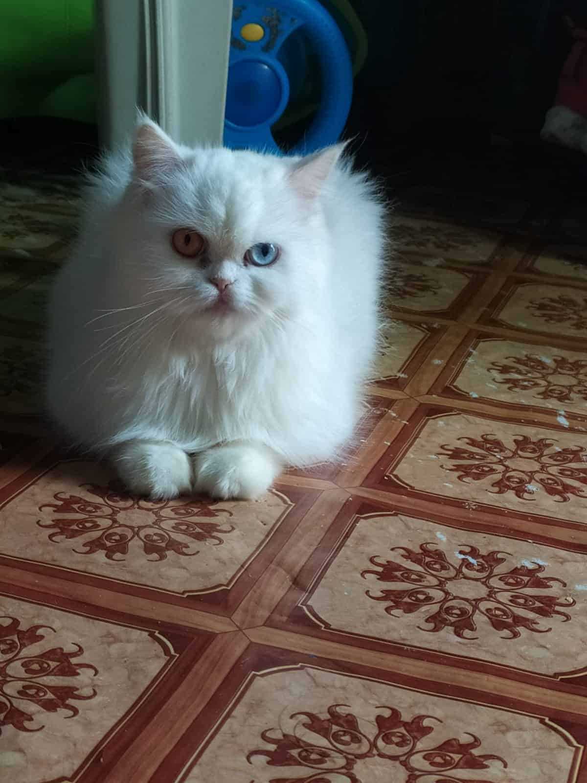Persian For Sale In Guwahati