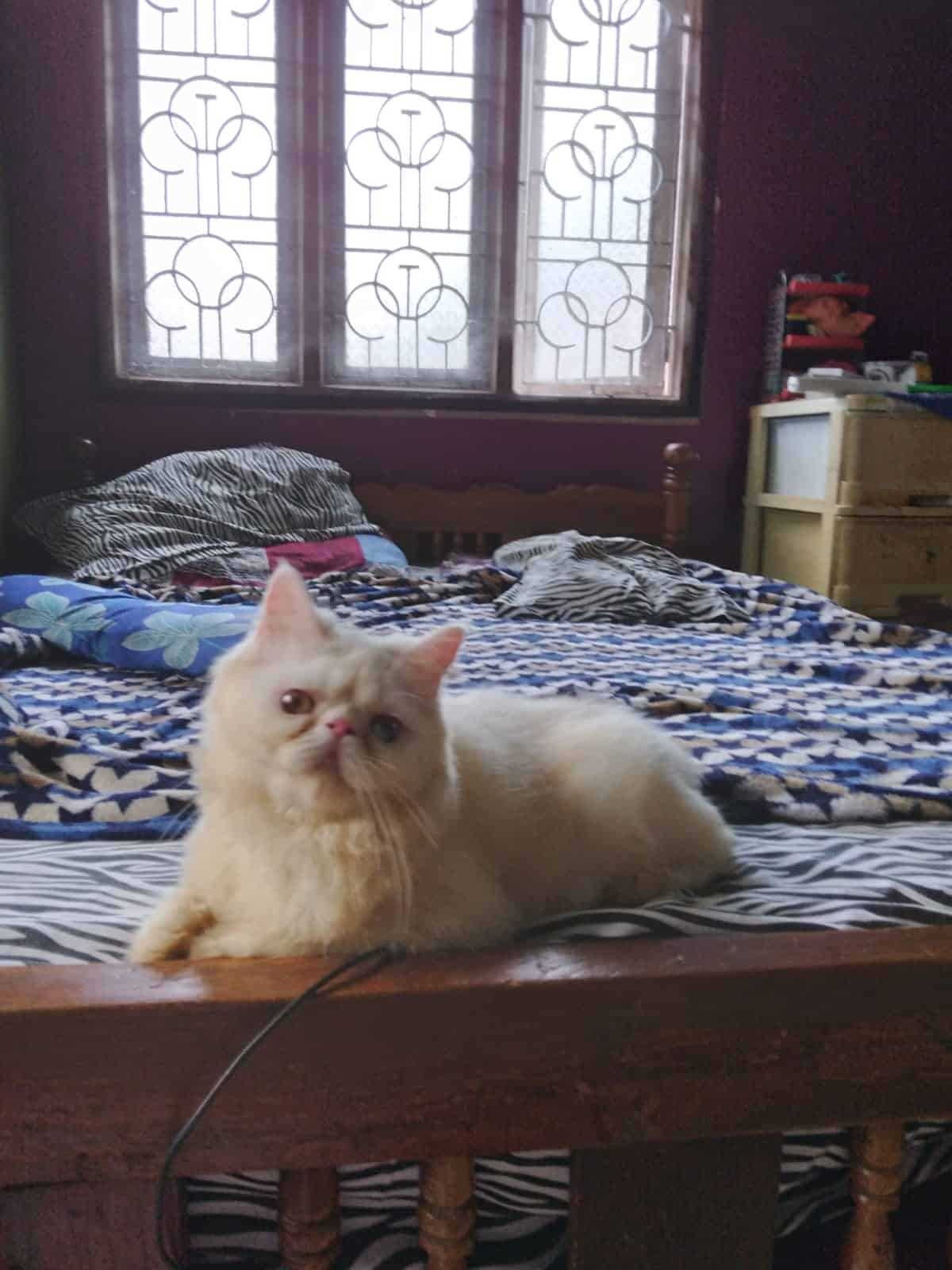 Persian For Sale In Guwahati