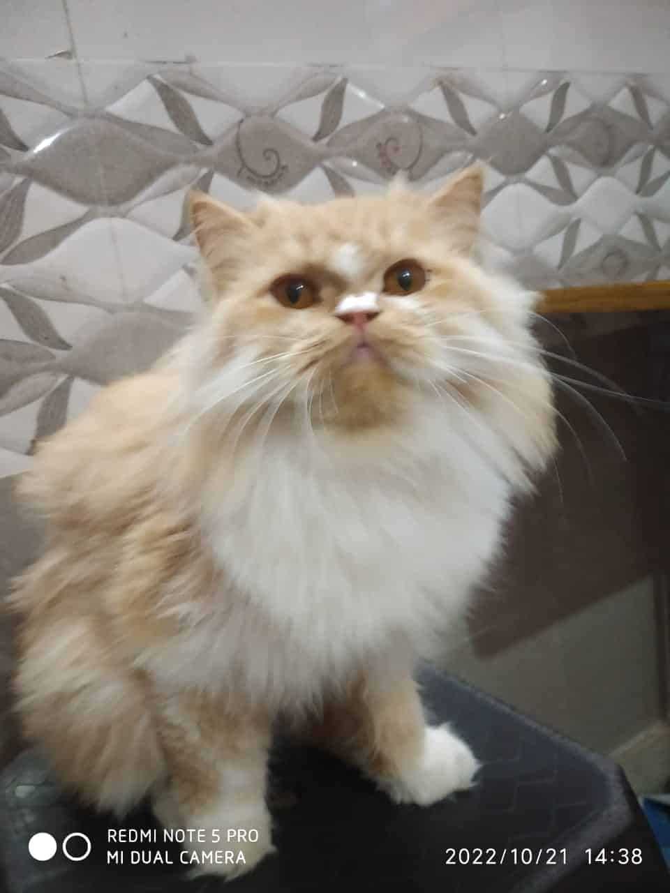 Persian For Sale In Guwahati