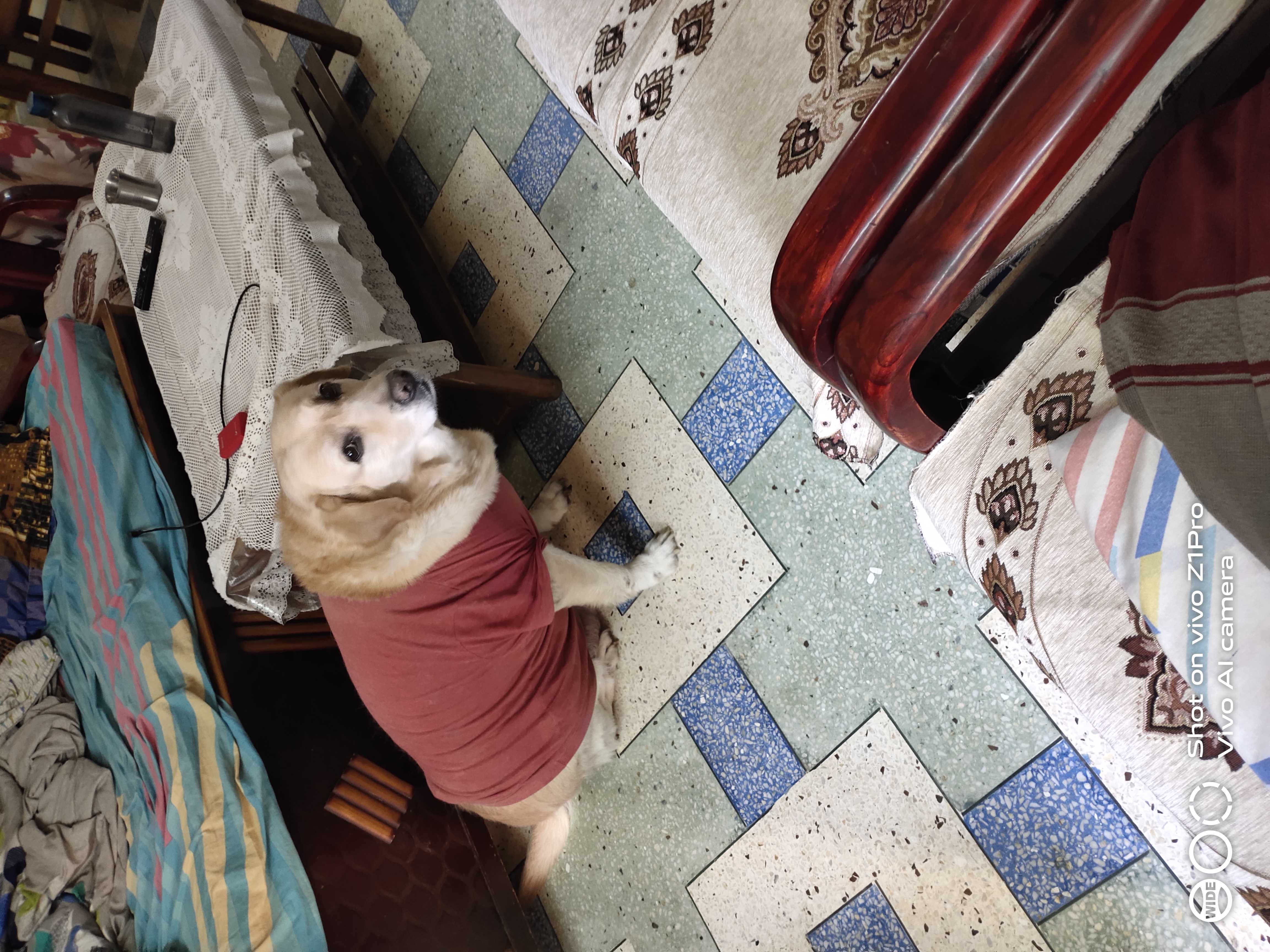 Labrador Retriever Dogs For Mating In Bhopal
