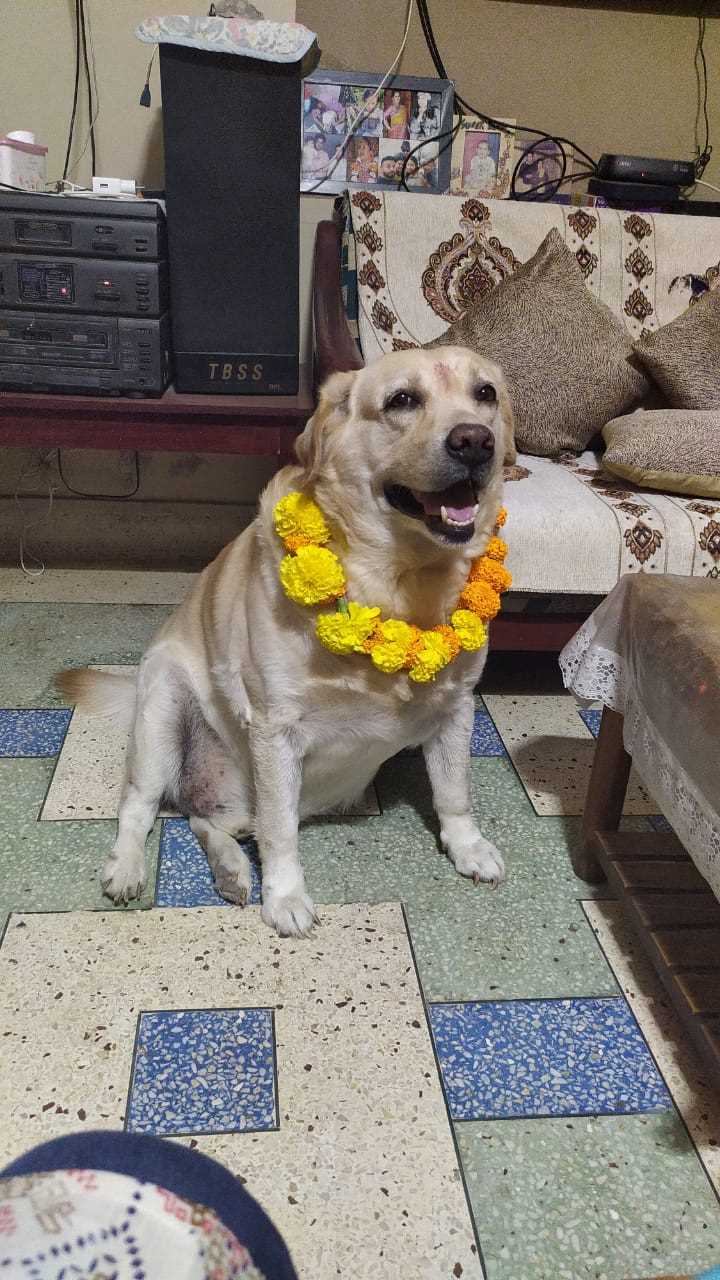 Labrador Retriever Dogs For Mating In Bhopal