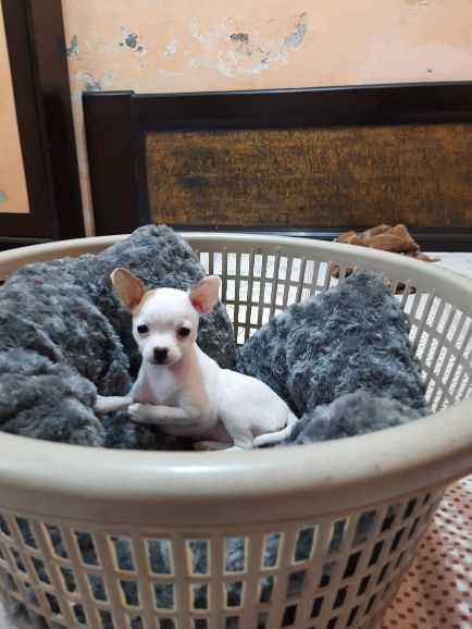 Chihuahua For Sale In Gandhinagar