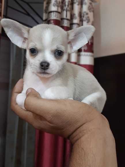 Chihuahua For Sale In Ujjain