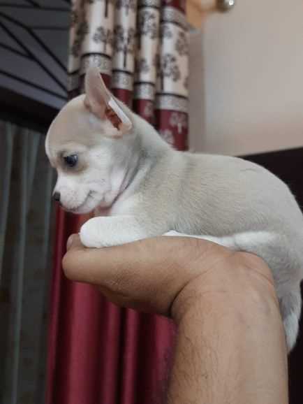 Chihuahua For Sale In Ujjain