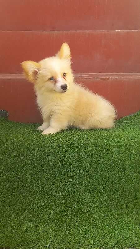 Pembroke Welsh Corgi For Sale In Kolkata