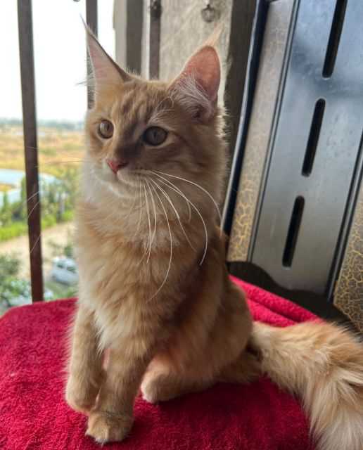 Maine Coon For Sale In Gurgaon