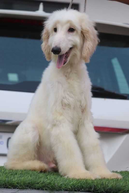 Afghan Hound For Sale In Delhi