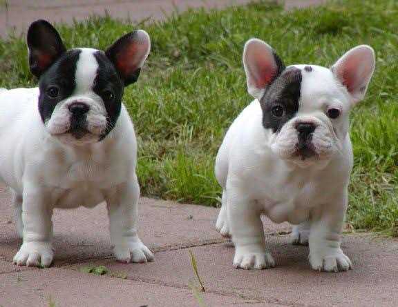 French Bulldog For Sale In Bangalore