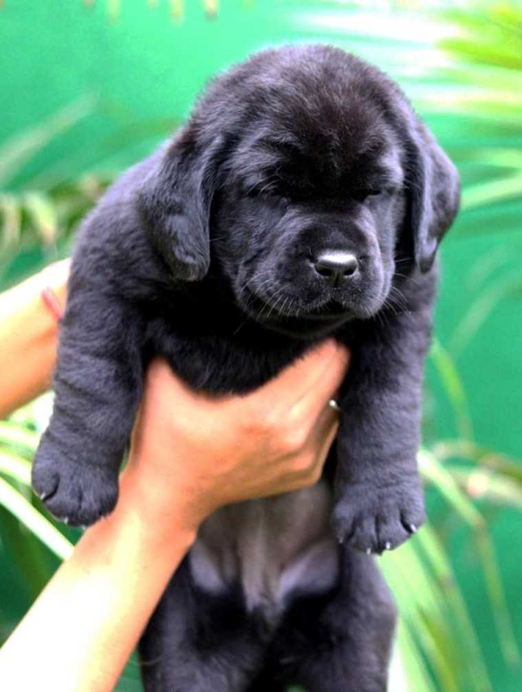 Labrador Retriever For Sale In Jaipur