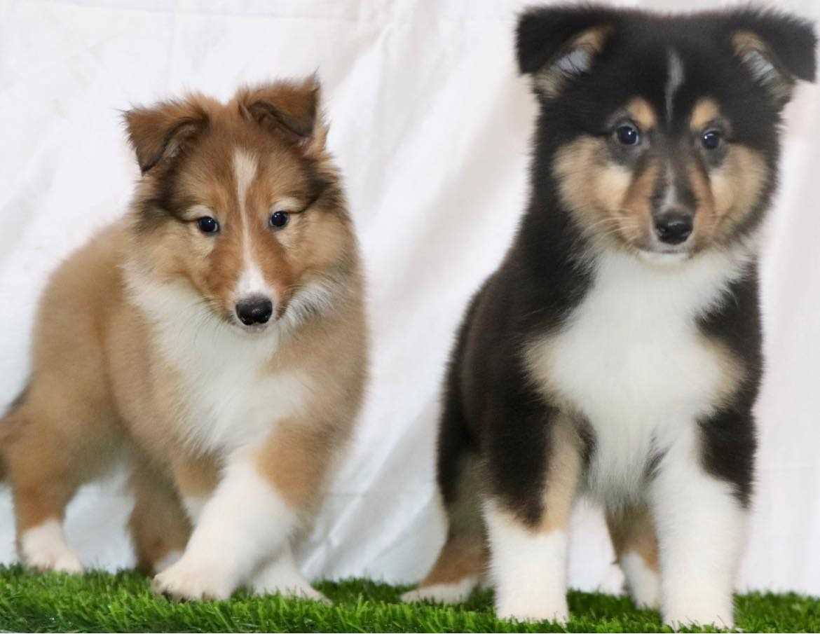 Rough Collie For Sale In Jaisalmer