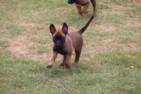 Belgian Malinois For Sale In Jaipur