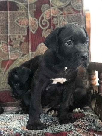 Cane Corso For Sale In Jaipur