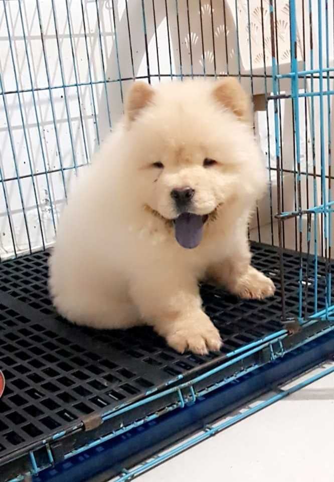 Chow Chow For Sale In Jaipur