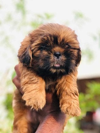 Lhasa Apso For Sale In Jaipur